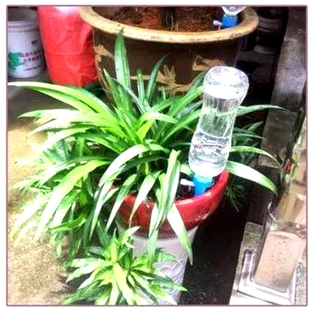 Watering spike attached to plastic bottle inserted into potted ivy plant demonstrating automatic irrigation