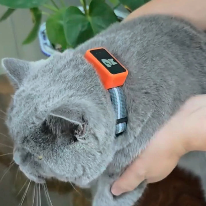 Reggie | GPS Pet Tracker Collar